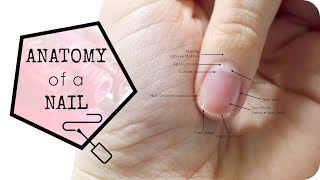 Anatomy of the Nail [upl. by Irb703]