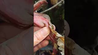 Ganoderma lucidum mushroom fungi nature foraging wildlife food adventure plants [upl. by Yirinec]