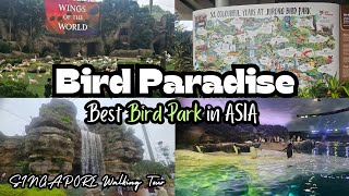 A Day at Bird Paradise Singapore Top Attractions and Highlight [upl. by Adnileb780]