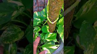 Pruning is best for growing more branches in money plant pruning prune moneyplant shubh vastu [upl. by Towney137]