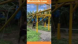 Worker uses railmounted rope amp pulley in banana plantation for efficient banana transportation [upl. by Lrem]