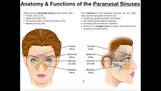 Anatomy and Functions of the Paranasal Sinuses [upl. by Ened700]