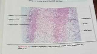 HDF is live Histology of adrenal gland lecture 2Microscopic features [upl. by Vasquez729]