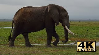 Kenia safari Amboseli National Park Mount Kilimanjaro Kenya travel Holiday in Kenya 4K [upl. by Yttig]