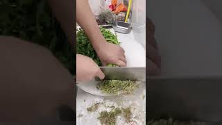 Chrysanthemum root cutting process [upl. by Botnick948]