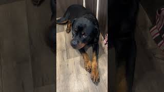 This is what toleration looks like from my vocal Rottweiler [upl. by Names]