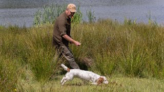 Gundog Training  How I use a remote dummy launcher [upl. by Peregrine637]