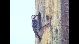 Ecology and Recovery of the Endangered Redcockaded Woodpecker in Arkansas [upl. by Knuth]