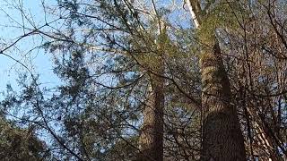 Falconry Hunting Red Tailed Hawk Catches a Squirrel Diving from Tree [upl. by Lundquist657]