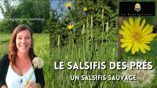 Le salsifis des prés un salsifis sauvage 🌿🌼🌿 [upl. by Edva]