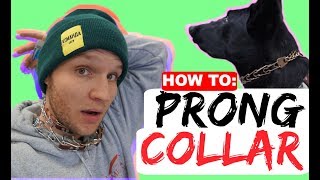 How to properly fit a prong collar  Sizing and position of the prong collar  Dog Training Collars [upl. by Sinnelg]