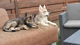 Mornings with Tamaskan puppies [upl. by Charo]