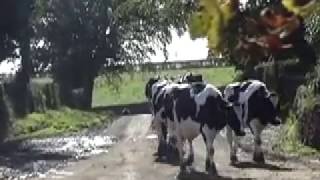 Cows come home for milking at 3pm [upl. by Jahdiel360]