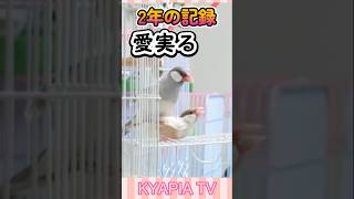 文鳥 2年の恋が実を結びました 鳥さん 癒し かわいい [upl. by Lime]