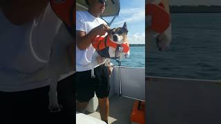 HILARIOUS DOG air swimming dogshorts beach fypシ゚viral [upl. by Cormac]