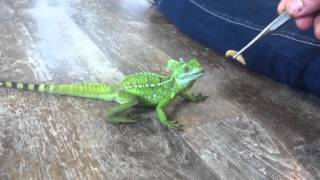 Basiliscus plumifrons  male  2012 HD [upl. by Ilene]