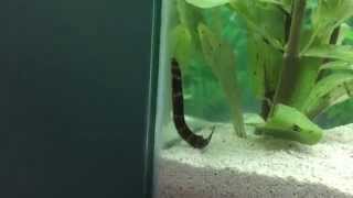 Kuhli Loach Swimming Around [upl. by Killarney637]