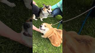 Our herding instinct test turned into a mini corgi meetup [upl. by Briana]