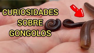 CURIOSIDADES SOBRE O GONGOLO PIOLHO DE COBRA EMBUÁ OU MARIA CAFÉ  REPRODUÇÃO E ALIMENTAÇÃO [upl. by Onileva]