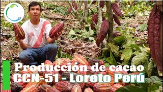 Producción de Cacao CCN51 en Loreto  Perú [upl. by Stock501]