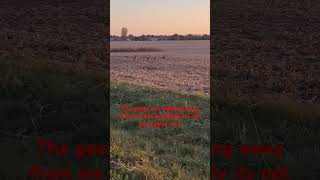 Setting up a trail camera on a potential Coyotes hunting area nature geese shortvideo [upl. by Puritan]