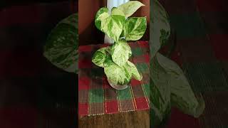 Manjula pothos in water propagation [upl. by Ahselak401]