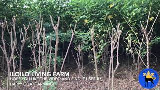 Indigofera Zollingeriana Plantation at Iloilo Living Farm [upl. by Annmaria875]