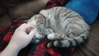 Why This Cat is Rolling While Being Petted [upl. by Ysnap392]