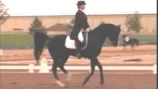 FEI Dressage Arabian [upl. by Sihtnyc]