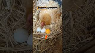 How Farmers Trick Chickens with Dummy Eggs shorts [upl. by Eadnus]