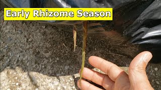 Rhizome Season Looks to be a Bit Early This Year [upl. by Yezdnil]