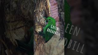 Green Broadbill nesting in the dark forest birdphotography EOSR8 rf800f11 broadbill [upl. by Ettedo705]