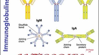 Physiology Immunoglobulin antibodiesIRRB lAIIMS lDSSBljipmerlPIGMERlESI lphysiotherapistIstaff Nurse [upl. by Ecirtael]