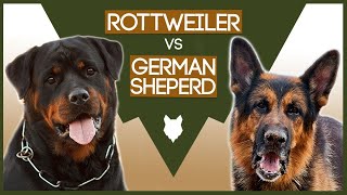 ROTTWEILER vs GERMAN SHEPHERD [upl. by Ahsinit]