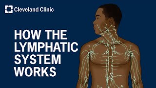 How Does the Lymphatic System Work [upl. by Also573]