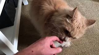 How To Do Some Maine Coon Cat Grooming [upl. by Hallutama]