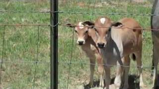 Miniature Zebu Bull Calves registered Texas [upl. by Emmi324]