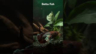 Beauty of betta fish  ASMR  Mind relaxing youtubeshortsshorts bettafish shortfeed shortsvideo [upl. by Aihtennek]