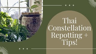 Thai Constellation Monstera Tips amp Repotting 🌿 [upl. by Eivla]