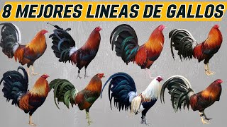 Las 8 mejores líneas de gallos de Exhibición [upl. by Burn]