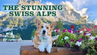 LIVING THE SWISS DREAM  Topi the Corgi [upl. by Ainirtac]