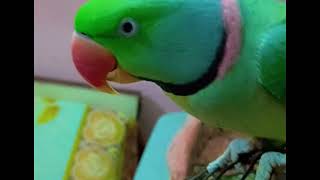 💕🦋 mithusharma talkingparrot parrotvideos parrotlover animallover parrotvoices cutiepie [upl. by Wootten]