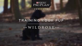 Introduction to Starting Your Puppy The Wildrose Way [upl. by Sigler372]