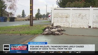 Thunderstorms likely caused dozens of geese to fall from sky officials say [upl. by Frederich960]