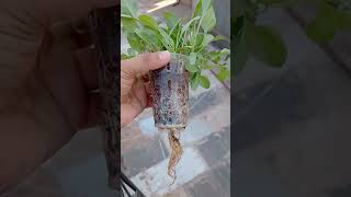 Hydroponic me palak ke groth or Root system [upl. by Auohc822]