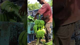 Supar kele 🍌 Bananapeking shorts video viral trending bananafarming bananaplantation [upl. by Christan]