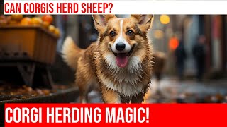 Pembroke Welsh Corgis Herding Sheep Amazing Sheepdog Trial Skills [upl. by Nida611]