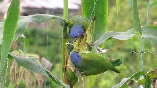 Pionus Parrot Blue head Parrot video and sounds [upl. by Yurik]