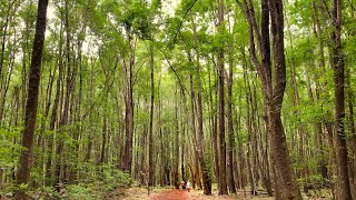 Makawao Forest Reserve  Maui Hiking amp Biking [upl. by Gant]