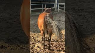 Horse wagging its Tail🐴 beautiful Mare 🐴 Bay Horse 🐎 Happy Horse 🐴 [upl. by Buford]